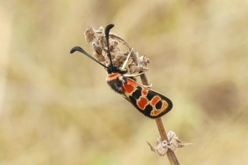 Réf. 235 897 : Zygaena fausta
